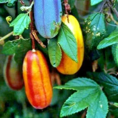 1 Pack 100 Mango Passion Fruit Seeds Passiflora Seed Mango Passionfruit Organic • $2.40