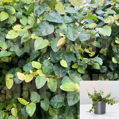 Ficus Pumila Repens 4inches Repens  Pot Creeping Fig Covering Live Plant • $4.99