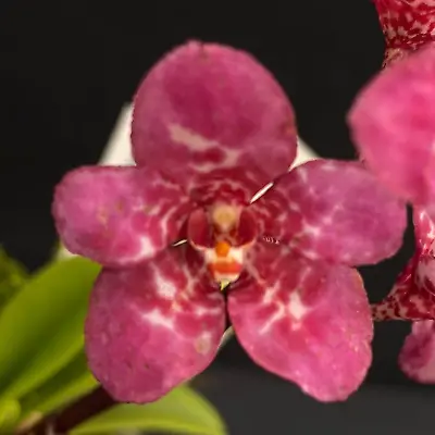 $55 • Buy Select Barrita Orchids Sarcochilus INDP/038