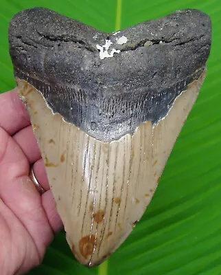 MEGALODON SHARK TOOTH  - XL OVER 5 & 5/8  - NO RESTORATIONS - W/DISPLAY STAND  • $249