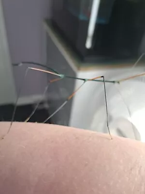 £1.50 • Buy Blue Stick Insect Nymphs Ramulus Nematodes COLLECTION ONLY 