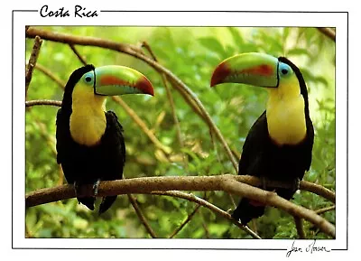 Kell Billed Toucan Costa Rica 1989 Postcard • $5.75