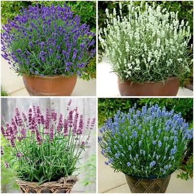 [x4] Dwarf English Lavender BeeZee Collection | Variety-Pack | P9 Pot Plants • £21.99