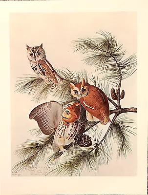 Audubon Birds SCREECH OWL Art Plate Print Art Wall Decor • $8.32