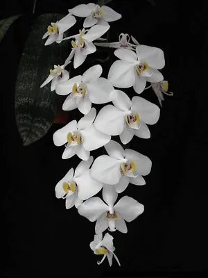 $65 • Buy Orchid Phalaenopsis Philippinensis X( P.Sogo Yukidian V3 X P. Yu Pin Fireworks)