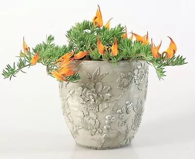 £5.99 • Buy Parrot Beak Berth Flame Lotus Houseplant Indoor Trailing Perennial Plug Plant