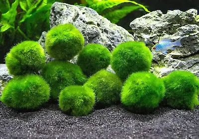 2 Marimo Moss Ball 1-15 Inches Cladophora Live Plant Aquarium In USA • $10.99