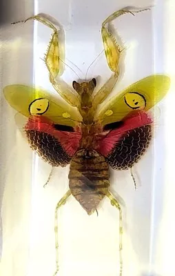 Real 73mm Jeweled Flower Mantis In Clear Lucite Resin Science Education Specimen • $36.86