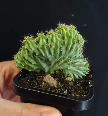 Myrtillocactus Geometrizans Crested Cactus Rare X 1 • $35