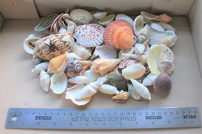 Assorted Natural Mixed Sea Shells Approx 500g As Per Photo Code 56 • £8.99