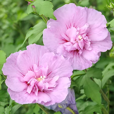 Hibiscus French Lavender Chiffon - Flowering Hardy Shrub | 15-30cm (incl. Pot) • £9.99