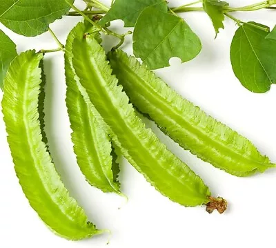 100+ Winged Bean Seeds/ Asparagus Bean/ Dragon Bean US Seller FREE SHIPPING!! • $9.99