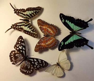 £15 • Buy Real Butterfly Collection X 5 SET