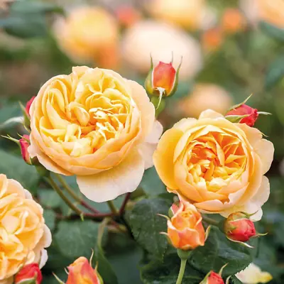 ROALD DAHL ROSE SEEDS 10 Count~GERMINATION INSTRUCTIONS INCLUDED • $2.35