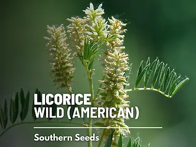 Licorice Wild - Heirloom Seeds - Culinary & Medicinal Herb - GMO Free (Glycyrrh • $3.90