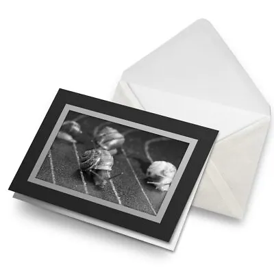 Greetings Card (Black) BW - Racing Snails Race Funny Insect Snail  #43556 • £4.99