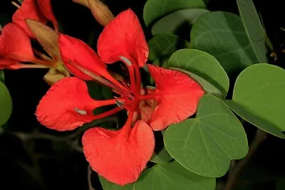 $4.29 • Buy Red Orchid Bush Seeds Bauhinia Galpinii Flowering Fragrant Shrub
