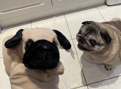 £6.99 • Buy Pugsly The Pug Dog Plush Soft Toy 9” Hand Glove Puppet Puppy Theatre UK NEW