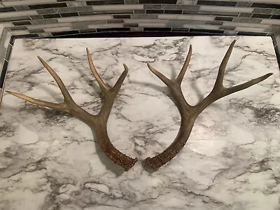 Wild Mule Deer Antlers—Matched Set—4 Point  Found In Idaho—Dark Brown • $44.99