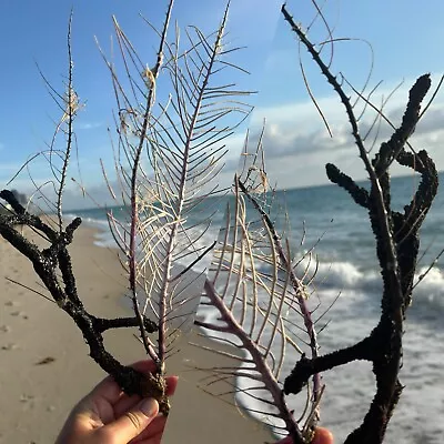 Natural 19” Sea Fan Coral Tree Branch Coral Beach Decor Sea Souvenir • $22.99