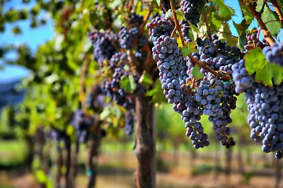 30 Grape-vine Seeds Grape Seeds For Planting Wine Grape Fruit Vitis Vinifera • $4.95