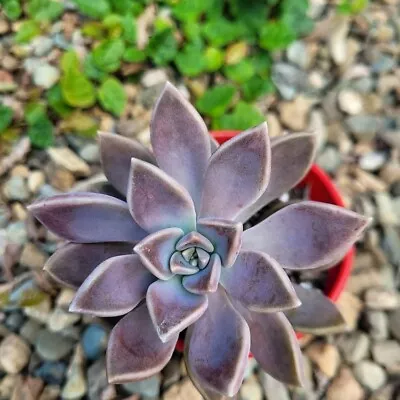 Graptopetalum Danica • $12.90