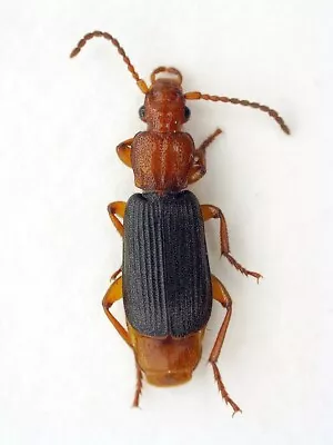 Carabidae Harpalinae Helluomorphoides Nigripennis USA (New Jersey) • $55.99