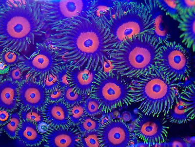 Eagle Eye Zoanthid Frag Palythoa Polyp Soft Coral Marine Reef Tank Beginner • $79.99