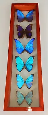 Real Butterflies Framed Special Collection Blue Morphos Double Glass 23.5 X6  • $199.99