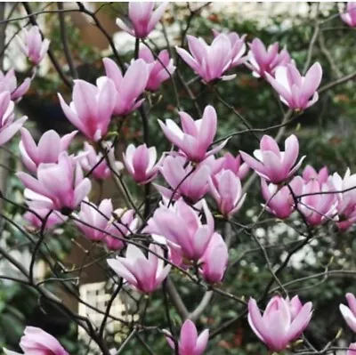 Jane Magnolia. (live Tree Seedling 7 To 13 Inches) • $14