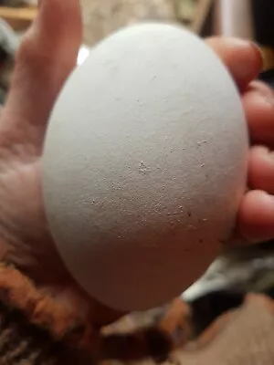 £1200 • Buy 6 Goose Eggs Fertile OrganicALLY Eating Hatching Incubator COLLECT IN PERSON