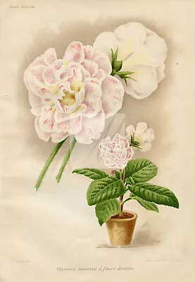 GLOXINIA Double Flower - Vintage Botanical Print - 1910  #I-844 • £23