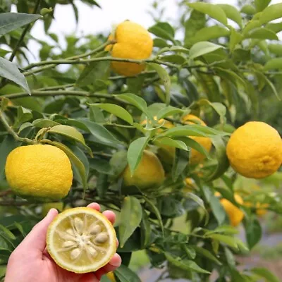 2 Cold Hardy Yuzu Lemon Plants 3-4 Inches Bare Root • $22.95