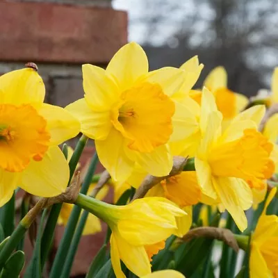 25 Daffodil Bulbs King Alfred Yellow Trumpet  • $25