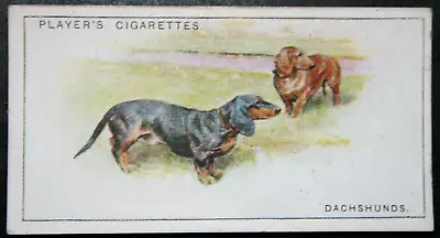 DACHSHUND  Vintage 1925 Illustrated Card  DD10MS • $6.21