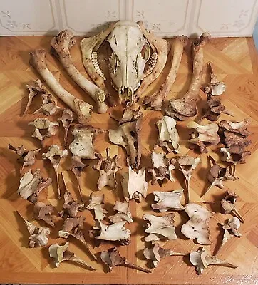 Assortment Lot #3 79 Pieces Of Real Deer Bones Taxidermy Art's & Crafts Oddity! • $95