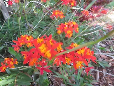 Ground Orchid Epidendrum Orange 5 Cuttings With Aerial Roots • $14.99