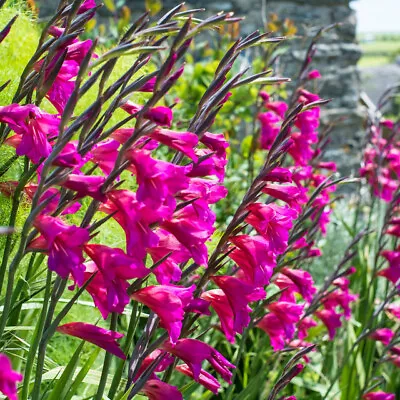 5 Gladioli Byzantinus Lily Bulbs Corms Perennial Summer Flowering Garden Plant • £4.65