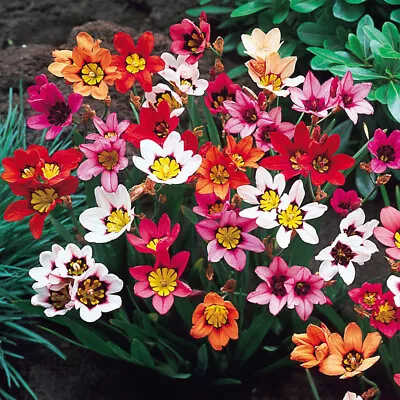 25 Sparaxis Bulbs/Corms Perennial Summer Flowering Garden-Mixed Colour-Plant Now • £5.99