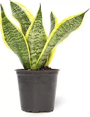 Altman Plants Live Snake Plant Sansevieria Trifasciata Superba Fully Roote • $16.33