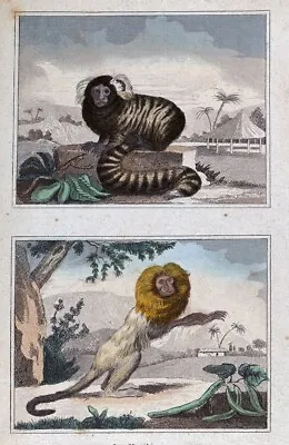 1844 Buffon Print Monkey Golden Lion Tamarin & Marmoset South America Brazil • $39.99