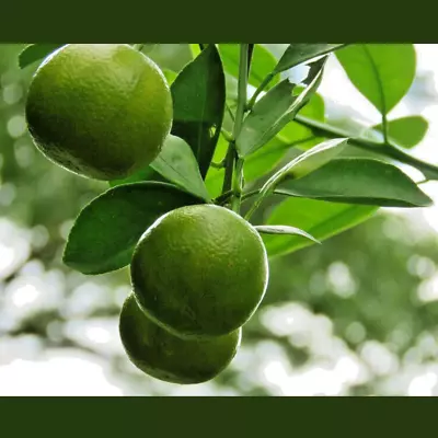 Calamansi Lemon Seeds  25+ Tree Fruit Bearing Lime Citrus Fresh Organic Ceylon • £7.78