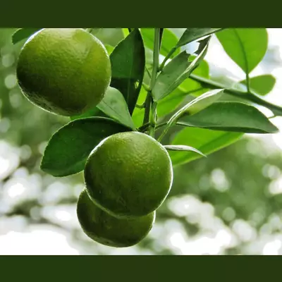 Calamansi Lemon Seeds  50+Tree Fruit Bearing Lime Citrus Fresh Organic Ceylon • £8.75