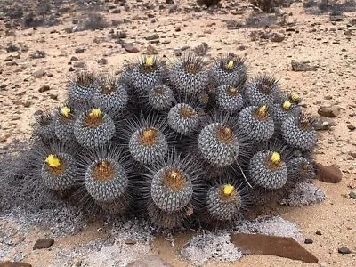 Copiapoa Seeds - Mixed Variety Pack - 30x • $7.49
