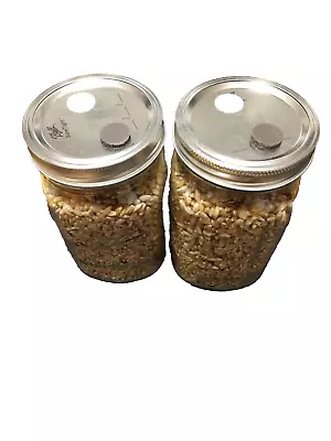 2- Sterilized Quart Jars Of Rye Grains (Berries)  Mushroom Substrate Spawn • $24.99