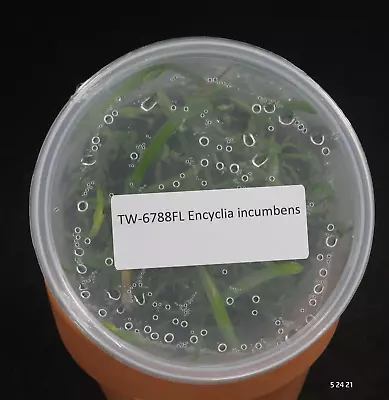 £76.91 • Buy FLASK Encyclia Incumbens