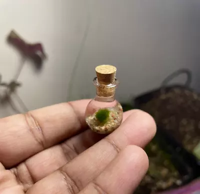 Mini Marimo Moss Ball Mini Bottle Glass Jar Terrarium In A Bottle Mini Plant • $3.99