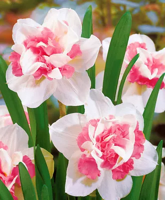 (3) Replete Double Pink Daffodil Bulbs Spectacular Blooms..Please.Check Store • $29.95