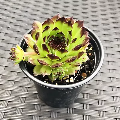 Big Hardy Succulents Sempervivum Reinhard Plants。 In 9 Cm Pot . • £2.99