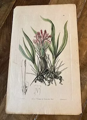 Vintage Botanical Print Ridgeway Piccadilly 1840 • $6.50